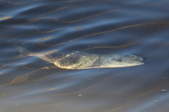 Brevoortia tyrannus