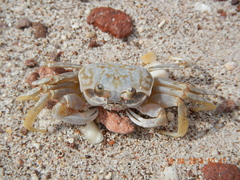 Ocypode occidentalis