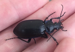 Calosoma macrum