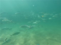 Caranx caballus