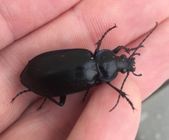 Calosoma macrum