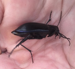 Calosoma macrum