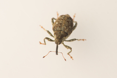 Parethelcus pollinarius