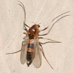 Cricotopus triannulatus