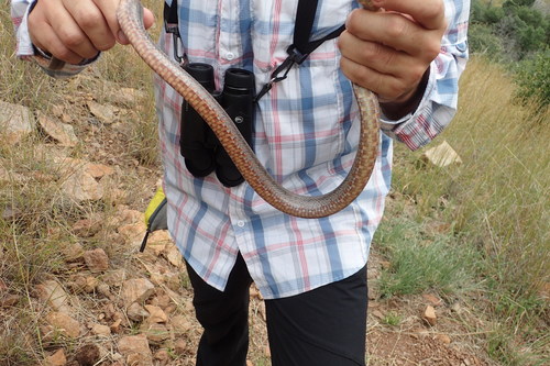 Pantherophis bairdi