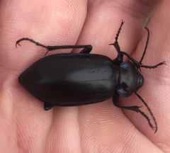 Calosoma macrum