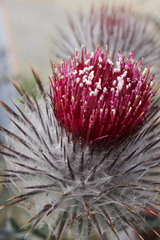 Cirsium occidentale
