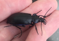 Calosoma macrum