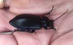 Calosoma macrum