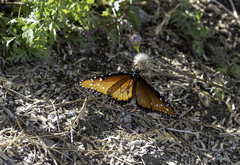 Danaus gilippus