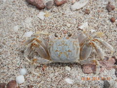 Ocypode occidentalis