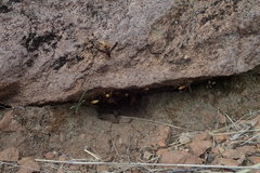 Polistes comanchus comanchus