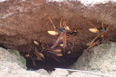Polistes comanchus comanchus
