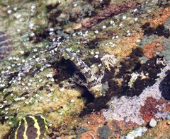 Lepidoblennius haplodactylus