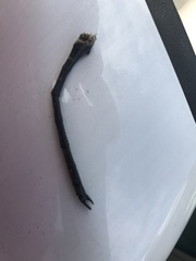 Somatochlora tenebrosa