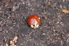 Harmonia axyridis
