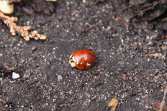 Harmonia axyridis