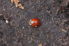 Harmonia axyridis