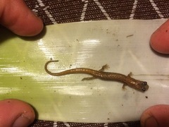 Chiropterotriton aureus