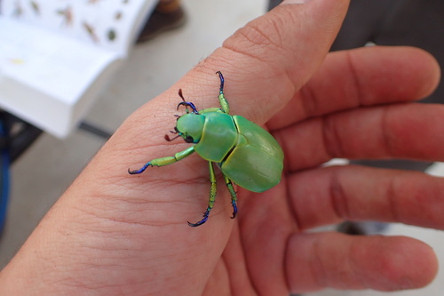 Wood's Jewel Scarab photo 5