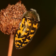 Acmaeodera auritincta