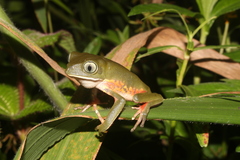 Phyllomedusa distincta