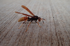 Polistes comanchus comanchus