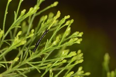 Asteromyia gutierreziae