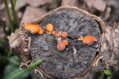 Flammulina velutipes