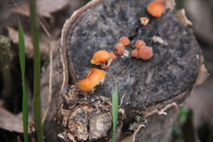 Flammulina velutipes