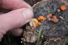 Flammulina velutipes