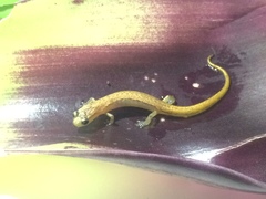 Chiropterotriton aureus