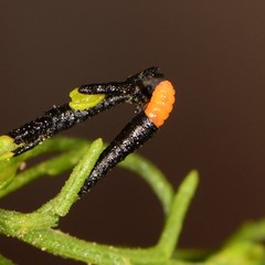 Asteromyia gutierreziae