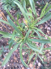 Grindelia stricta angustifolia