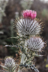 Cirsium occidentale