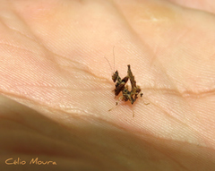 Stenophylla cornigera