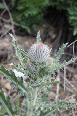 Cirsium occidentale
