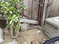 Varanus exanthematicus