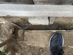 Varanus exanthematicus