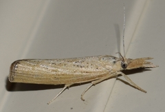 Pediasia dorsipunctellus