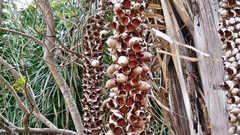 Arecaceae