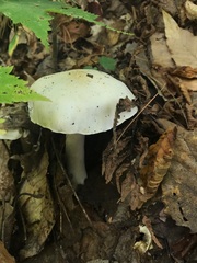 Hygrophorus eburneus image