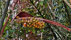 Arecaceae