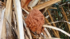 Arecaceae