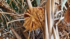 Arecaceae