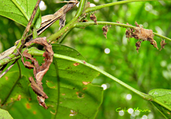 Stenophylla cornigera
