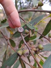 Eucalyptus diversifolia diversifolia