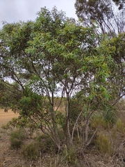 Eucalyptus diversifolia diversifolia