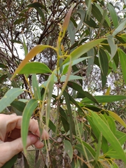 Eucalyptus diversifolia diversifolia