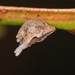 Mistharnophantia